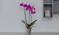 Fleur en pot