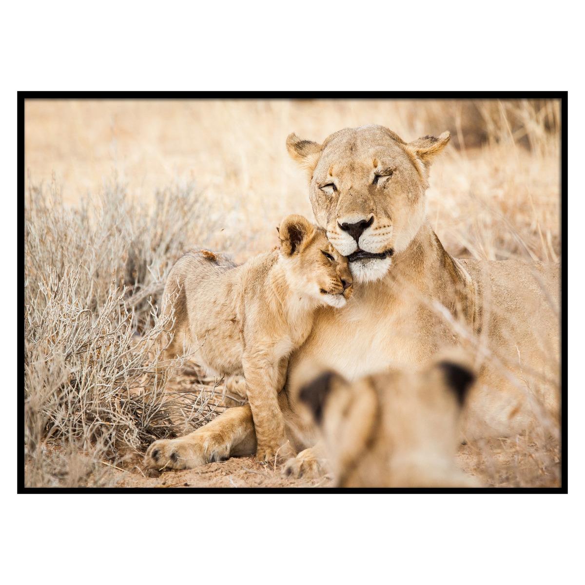 Printed canvas with frame 50x70cm